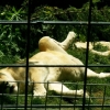 L'heure de la sieste (1)